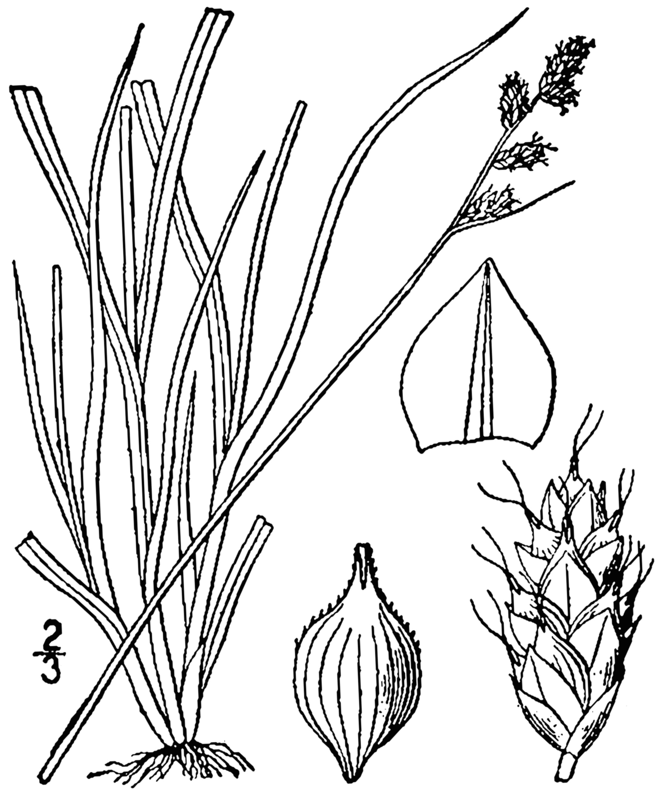 datei carex brunnescens drawing 1 png