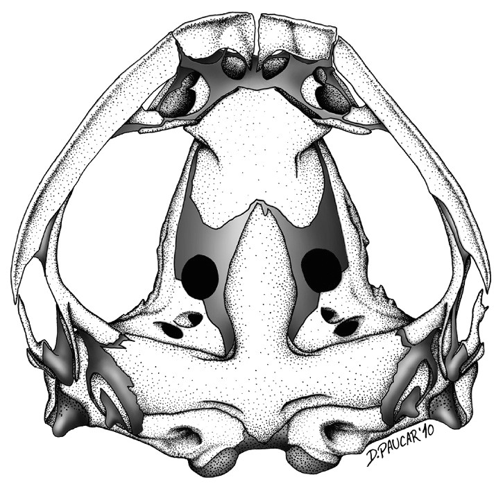 file skull of osornophryne simpsoni male zookeys 108 073 g005b jpg