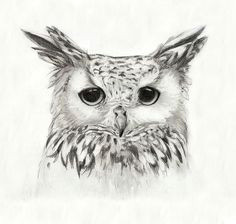 items similar to white eagle owl print 8 x10 on etsy