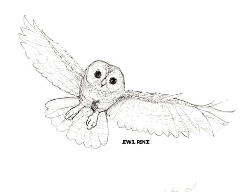 northern spotted owl drawing google search