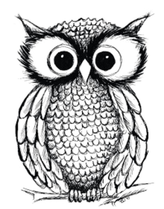 owl sketched in pen and ink b