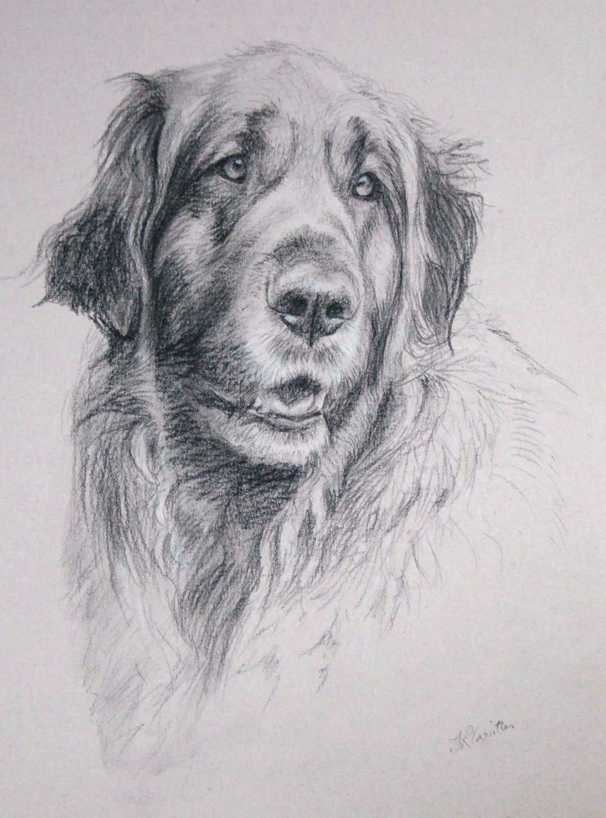 leonberger dog 2 carbon pencil on paper petportraits petportrait dog leonberger dogportrait petart petpainting dogart dogpainting johncarwithen