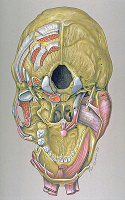base of skull