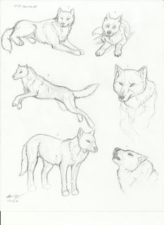 wolf sketch sketch 2