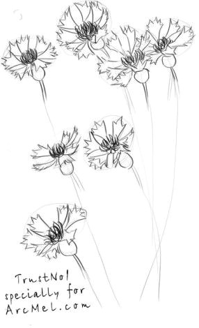 how to draw a cornflower step 3