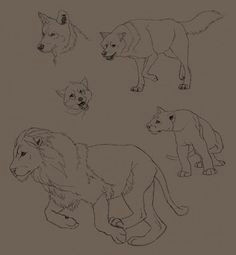 lion and wolf drawings wolf drawings easy drawings cartoon drawings animal drawings