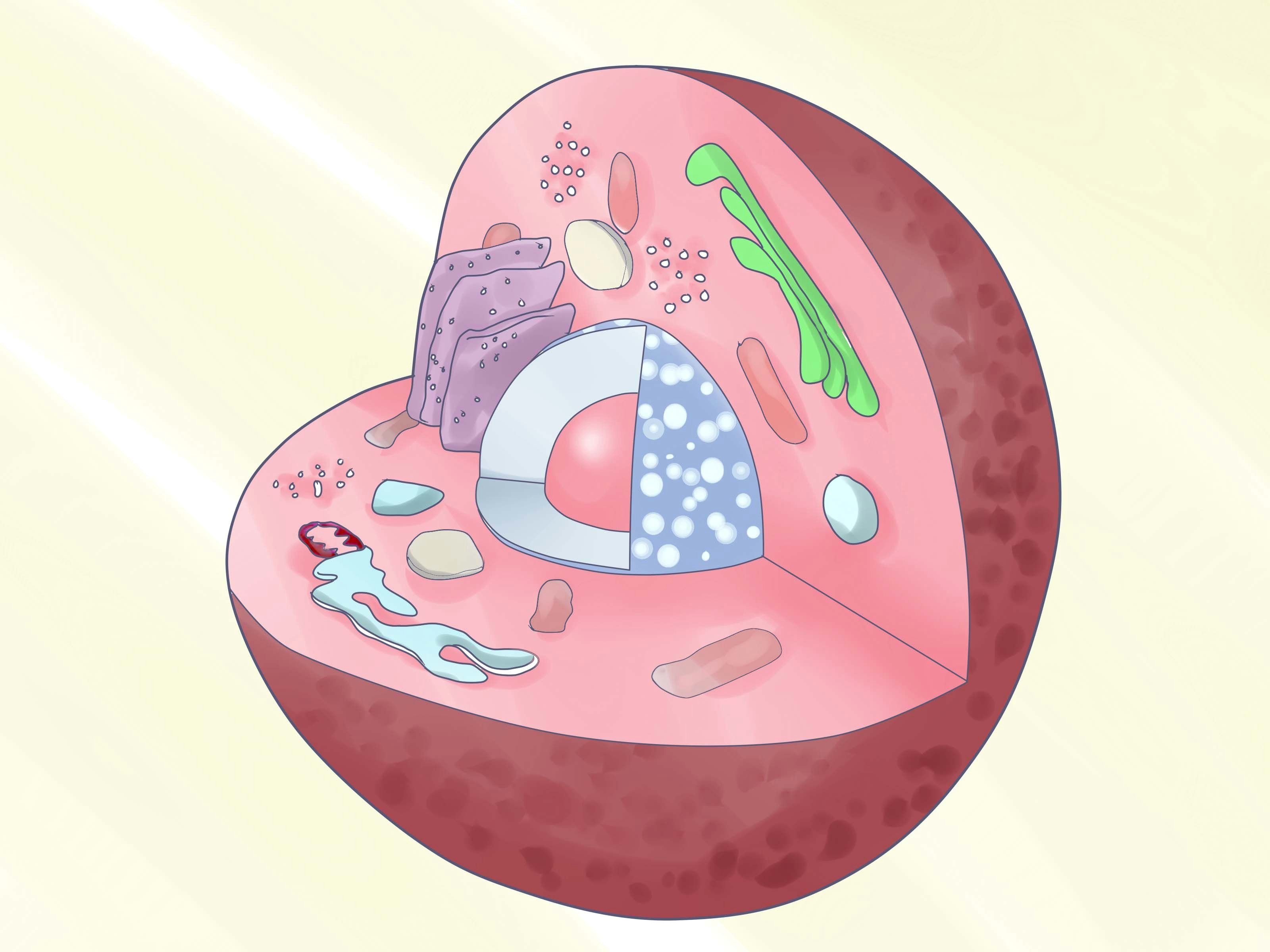 do you need to build a 3d model of a plant or animal cell for a science class it s easy to do with some common kitchen items and foods