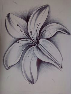 lily lily flower tattoos lilies drawing brush pen art graphite drawings pencil