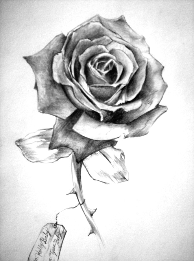 pencil drawing rose with shading this image is more order as the flower has it petals but there could be signs of disorder which would be t