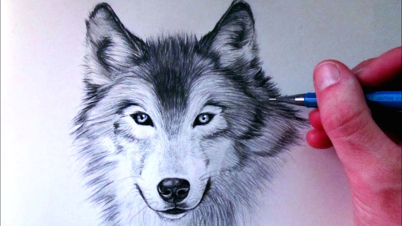 how to draw a wolf