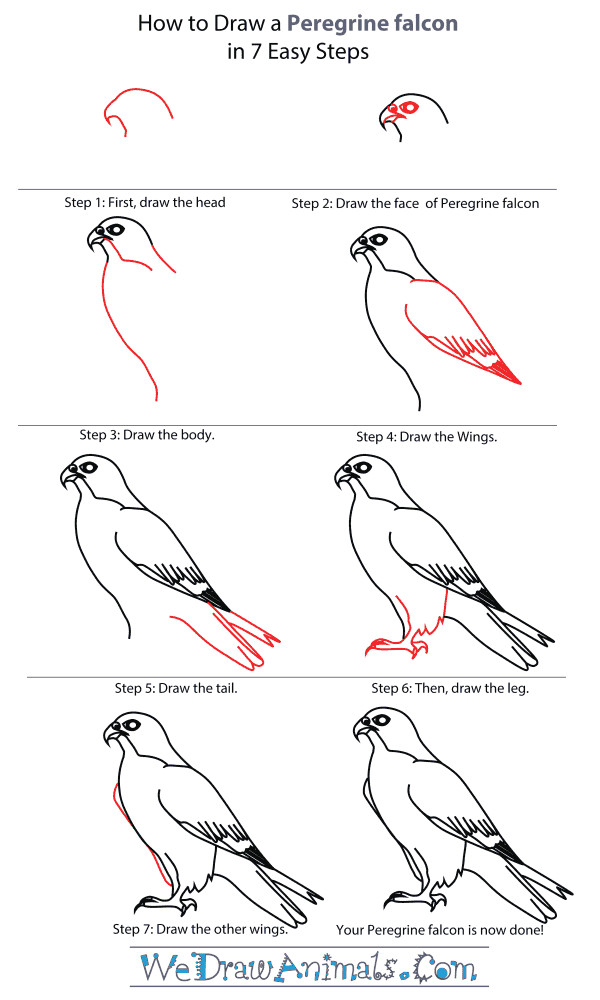 how to draw falcon google search bird drawings easy drawings animal drawings