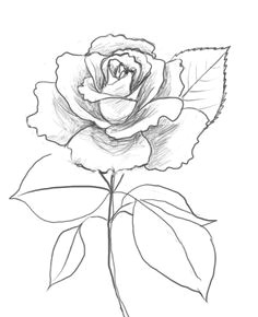 how to draw beautiful roses how to draw a rose the finished result