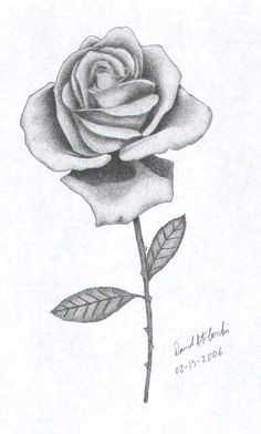 rose drawings these drawings of roses have been adapted from images from my