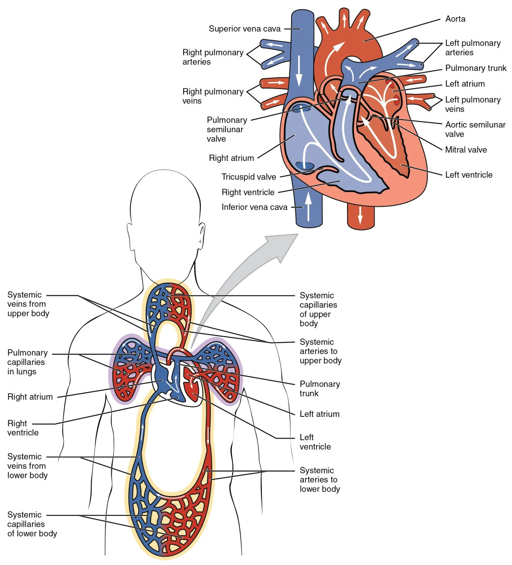 the top panel shows the human heart with the arteries and veins labeled the bottom