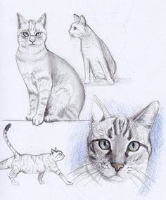 cat drawing and like omg get some yourself some pawtastic adorable cat apparel