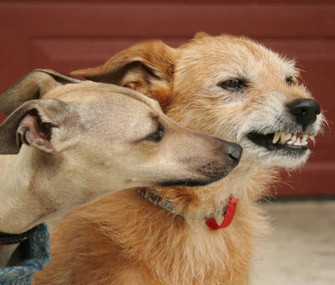 dog bites another dog thinkstock 160041861 jpg