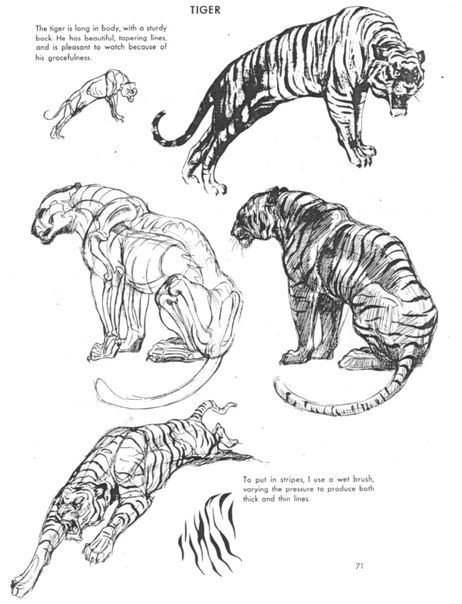 d d d d n n d cat drawing anatomy drawing drawing reference reference book tiger drawing tutorial