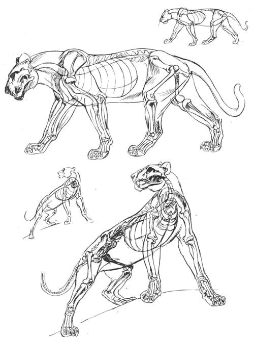 d dµd dµd n n d d dod n d n n d n anatomy reference cat reference drawing reference design reference art sketches