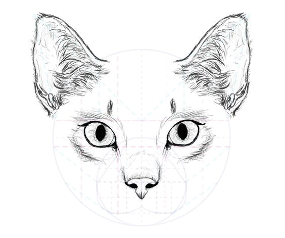 how to draw animals cats and their anatomy tuts design