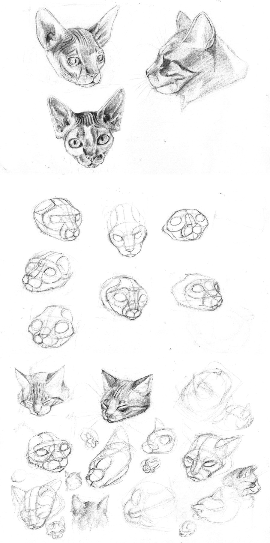cat s head studio by sofmer deviantart com on deviantart cat drawing drawing