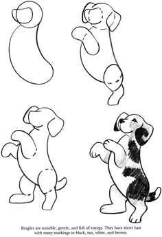 dover publications sample how to draw dogs book drawing step body