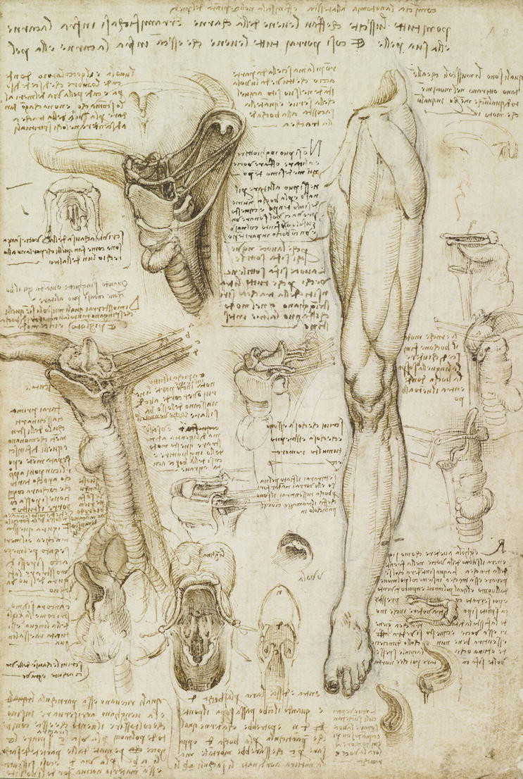 rl 19002 recto the throat and the muscles of the leg leonardo da vinci vinci 1452 amboise 1519 c 1510 11 pen and ink with wash over black chalk lent