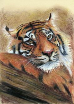 created using derwent colored pencils cat cats coloursoft and drawing size of the artwork is standard