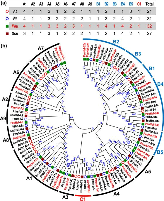 a the members of hsf from four species were classified into three mainly subfamilies class a b and c b the phylogenetic tree was constructed using