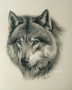 wolf sketch wildlife art pencil art animal sketches animal drawings pencil drawings
