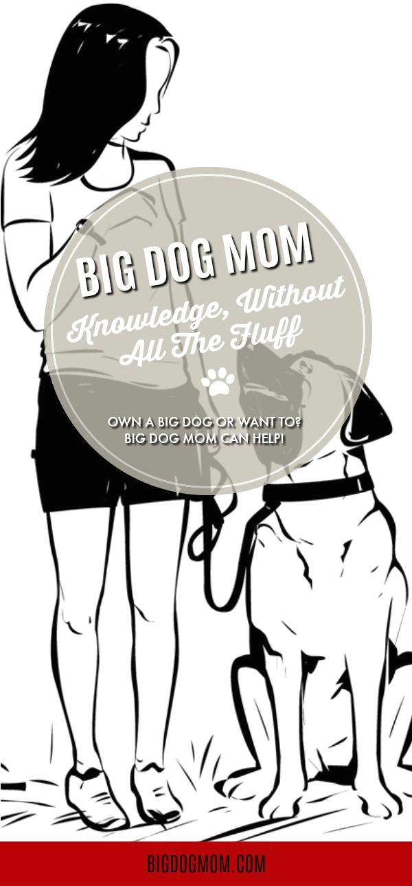 big dog mom is dedicated to large and giant breed dogs by informing and empowering the people who love and care for them join our big dog community today