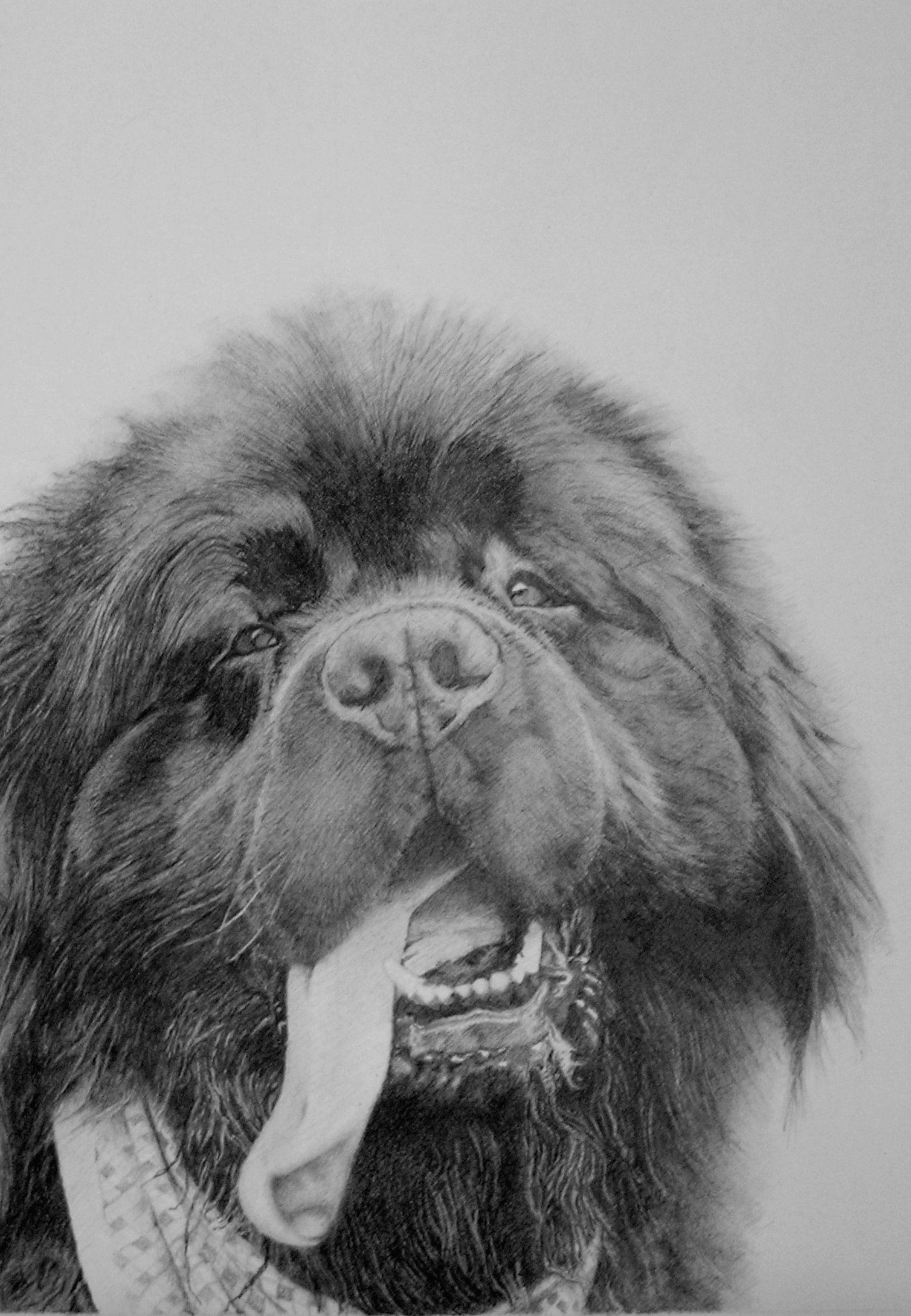 my drawing storm newfoundland pet dog drawing animals animal drawings