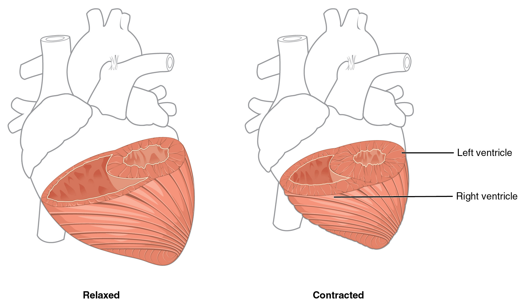 in this figure the left panel shows the muscles of the heart in the relaxed position
