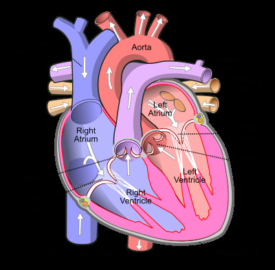 diagram of the human heart cropped svg