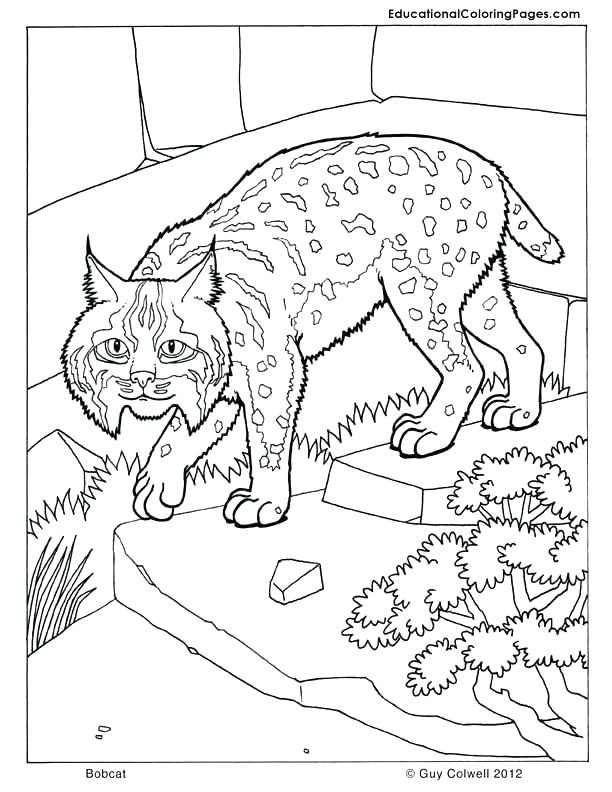 bobcat coloring pages best of princess to color printable home coloring pages best color sheet 0d