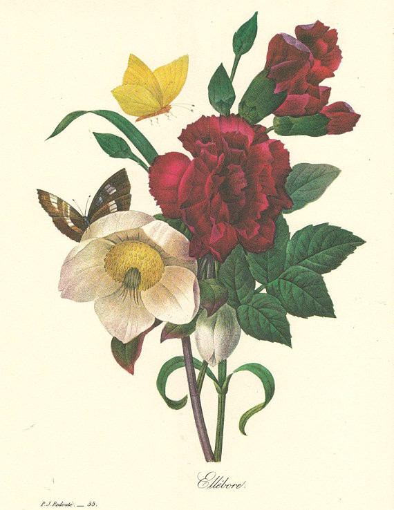 botanical art print by pierre redoute hellebores with a butterfly a printable digital download co