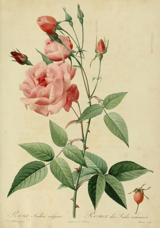 rosa botanical drawings botanical illustration vintage botanical prints plant illustration antique prints