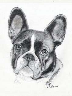 french bulldog drawing