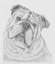 bulldog drawings artwork for sale graphite drawings prints drawings of dogs animal