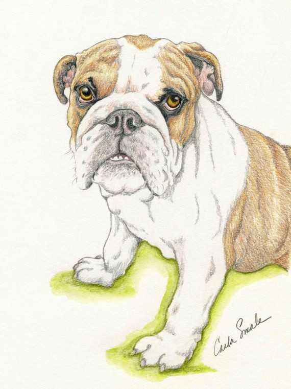 english bulldog original pencil drawing 6 x 8 by carlascreatures