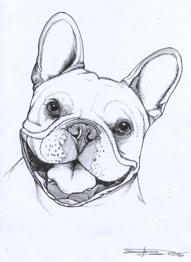 frenchie french bulldog pet portrait dog portrait teunen