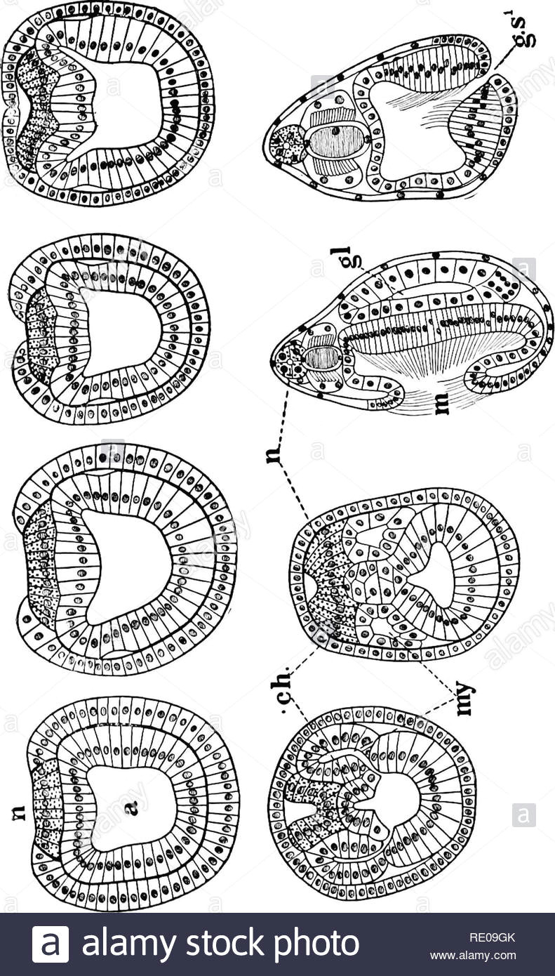 amphioxus und die abstammung der wirbeltiere amphioxus seescheiden hemichordata em br