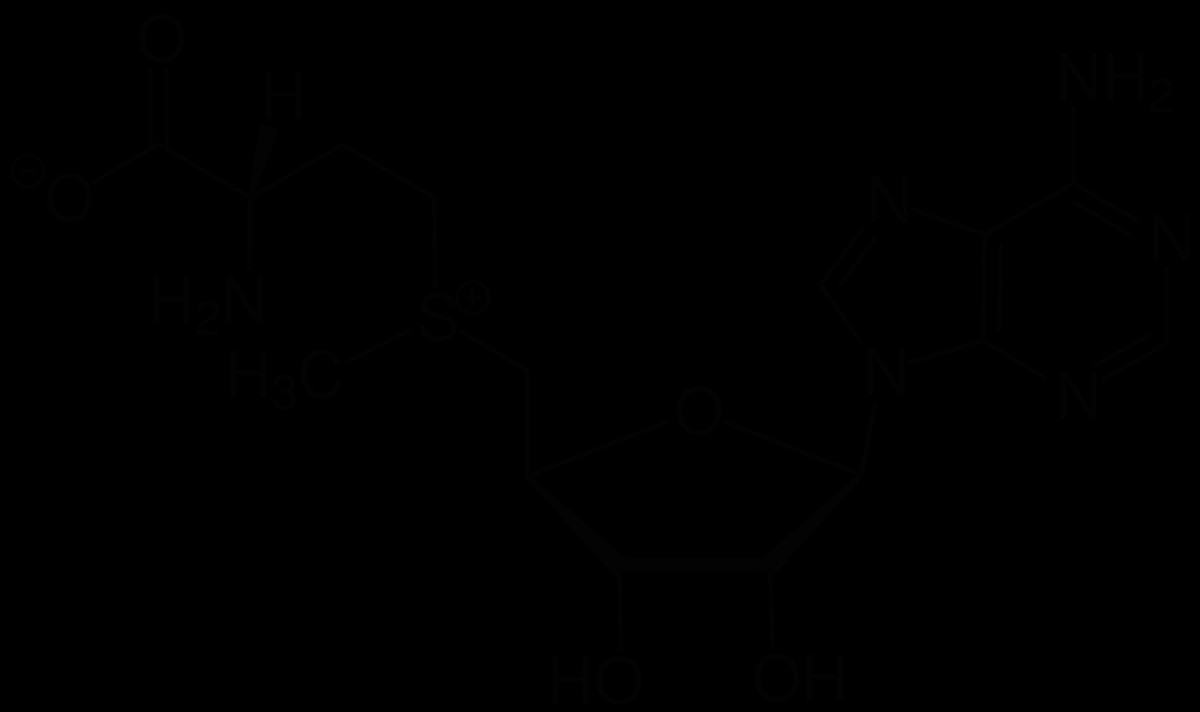 1200px s adenosyl methionine structural formula v1 svg png
