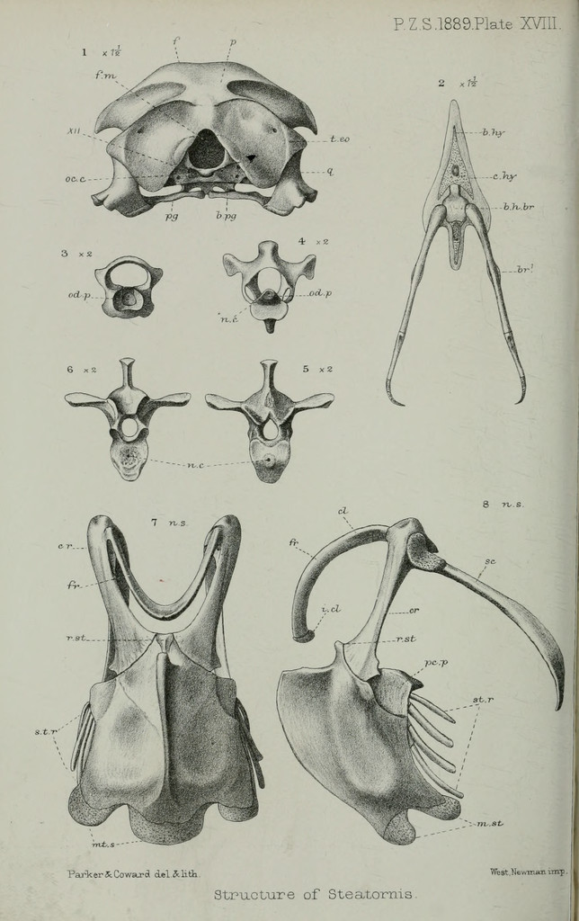 file pzsl1889plate18 png