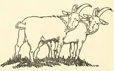 public domain goat drawing with 2 goats