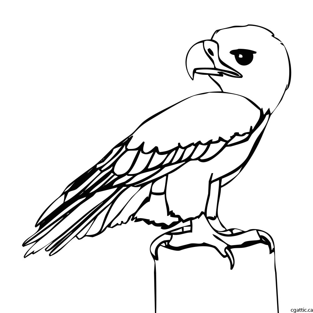 eagle cartoon step 2 refine the sketch into a line drawing