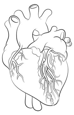 how to draw a heart science drawing lesson heart anatomy drawing human heart drawing