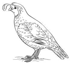 california valley quail coloring page california poppy drawing drawing tutorials for kids drawing ideas