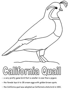 united states state emblems printables coloring pages for kids bird coloring pages bird drawings
