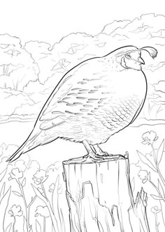 related image bird coloring pages free printable coloring pages coloring books colouring
