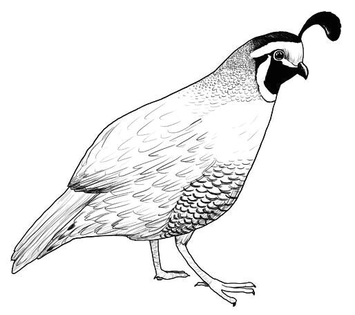 Cartoon Drawing Of A Quail Pin by Susan Carrell On Bobwhite and Quails Sketches Pinterest